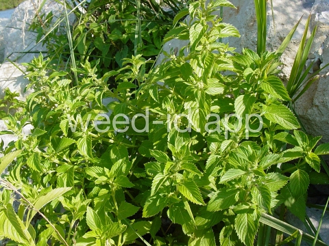 mint, field